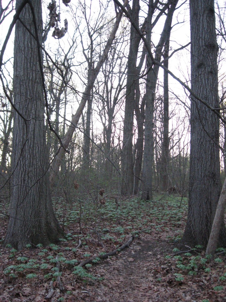 Mayapples in West Fairmount Park, Philadelphia, Pennsylvania