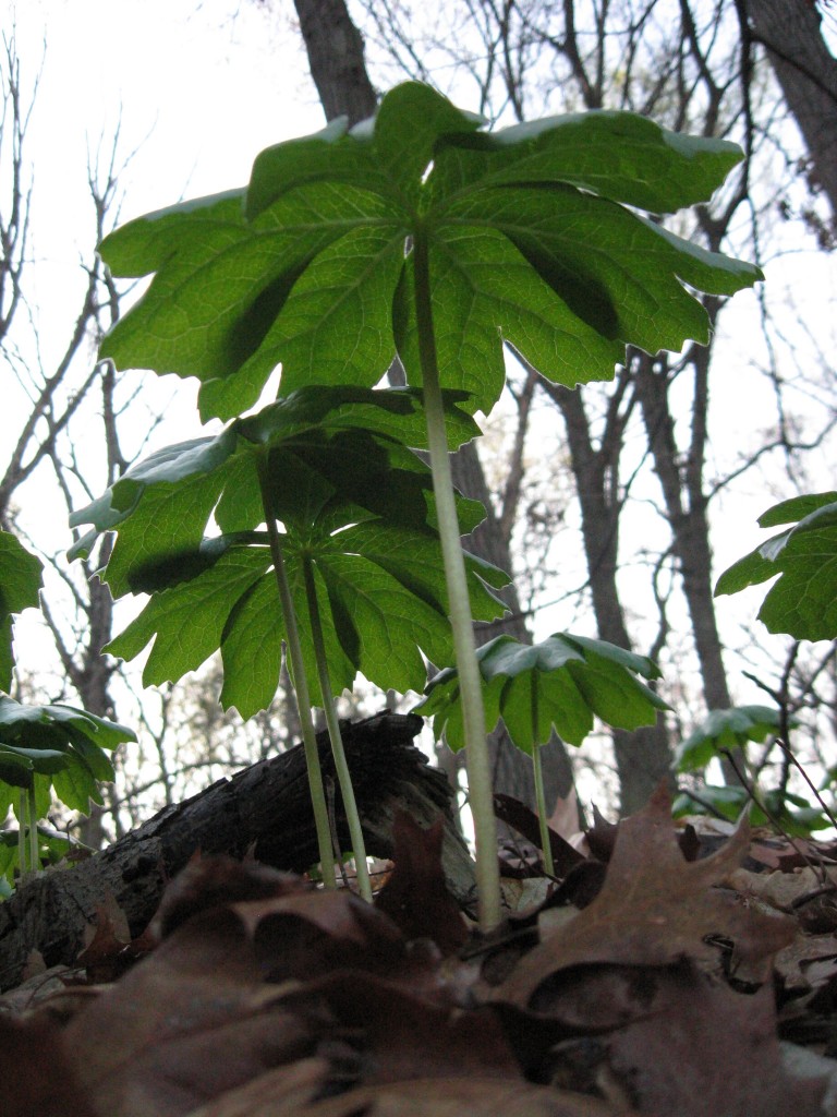 Mayapples in West Fairmount Park, Philadelphia, Pennsylvania