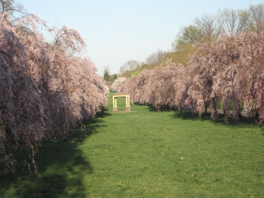 Cherry blossoms in West Fairmount Park, Philadelphia, Pennsylvania
