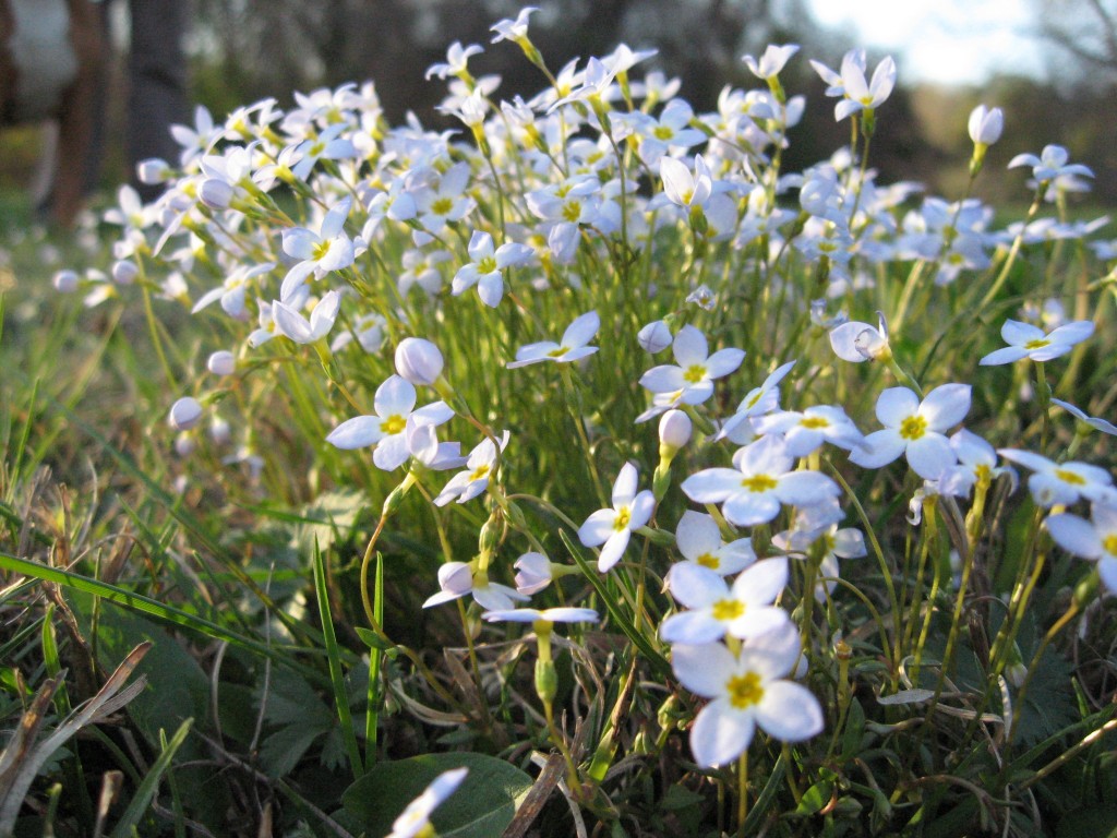 Bluets in West Fairmount Park, Philadelphia, Pennsylvania