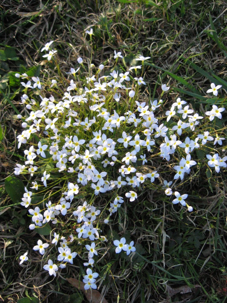 Bluets in West Fairmount Park, Philadelphia, Pennsylvania