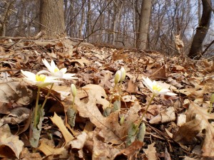 BLOODROOT BLOOMS IN MORRIS PARK