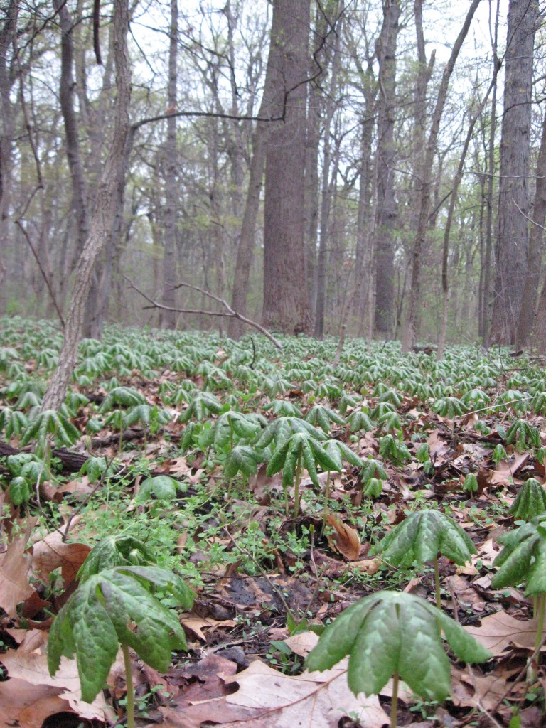 Spring in West Fairmount Park, Philadelphia