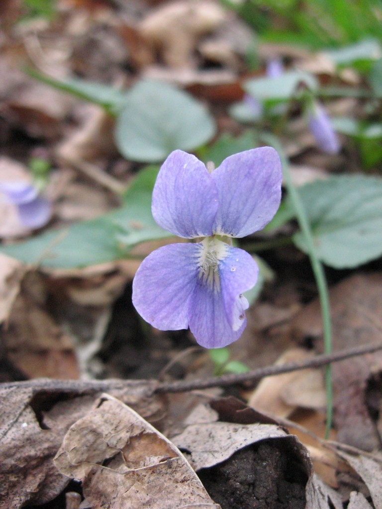 Spring in West Fairmount Park, Philadelphia