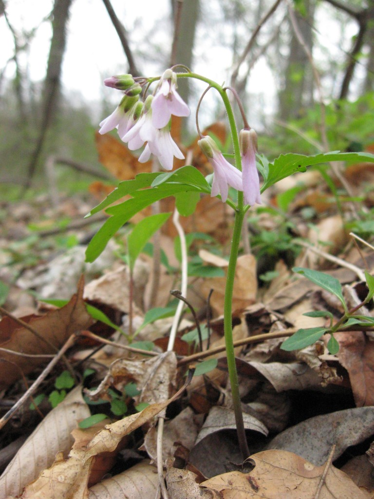 Spring in West Fairmount Park, Philadelphia