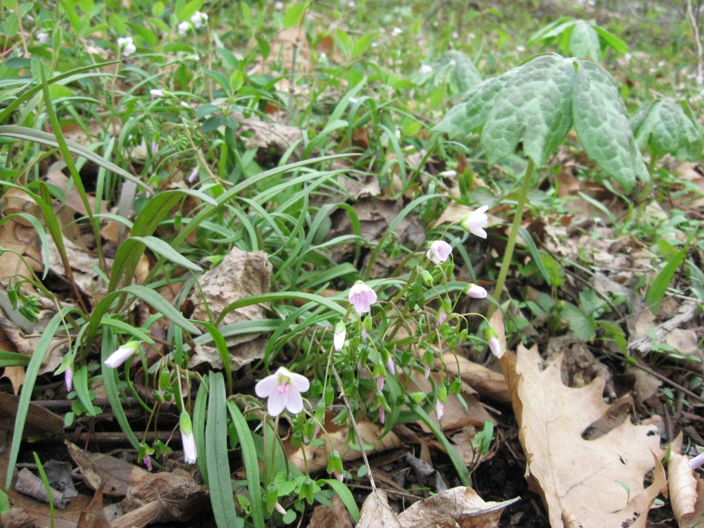 Spring in West Fairmount Park, Philadelphia