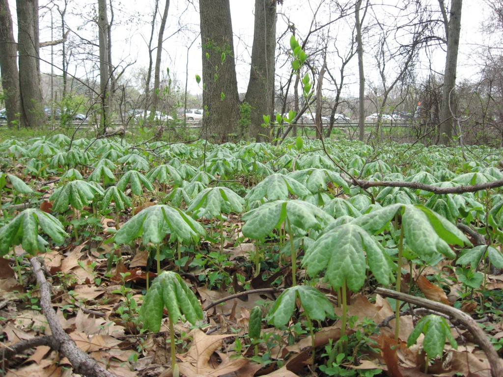 Spring in West Fairmount Park, Philadelphia