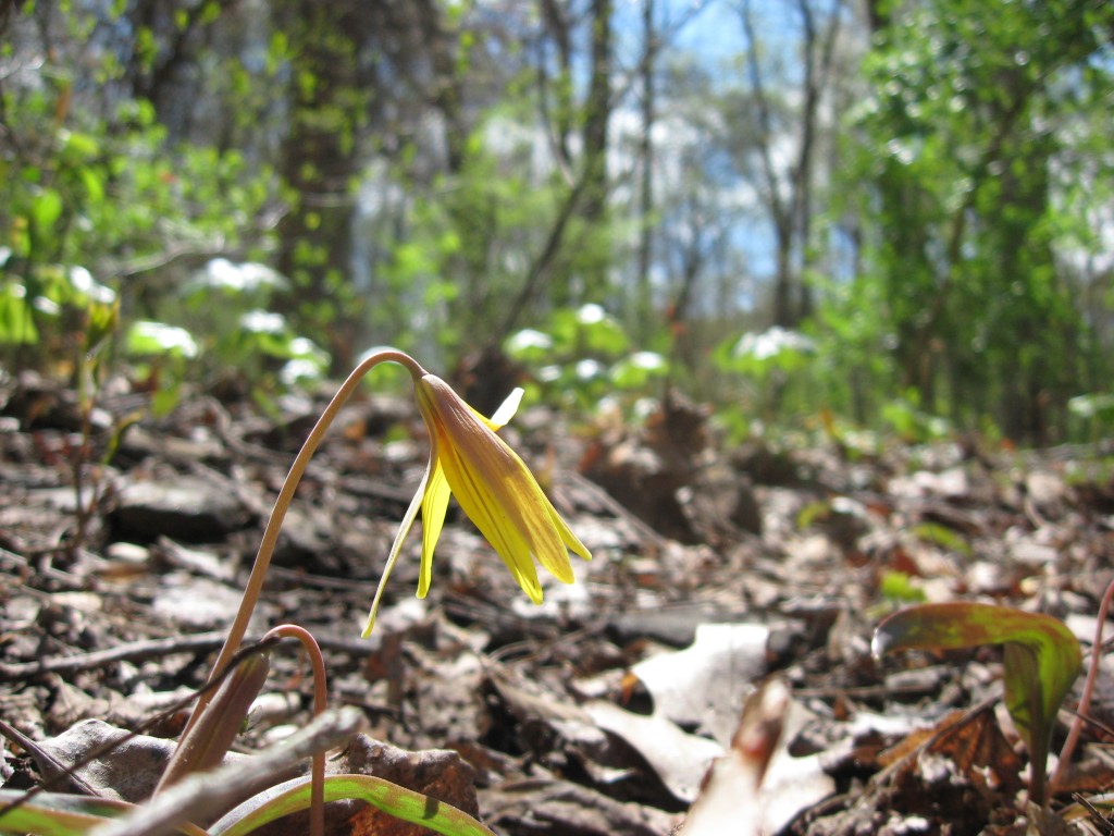 Trout lily, Morris Park, Philadelphia