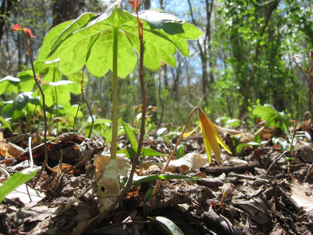 Trout lily, Morris Park, Philadelphia