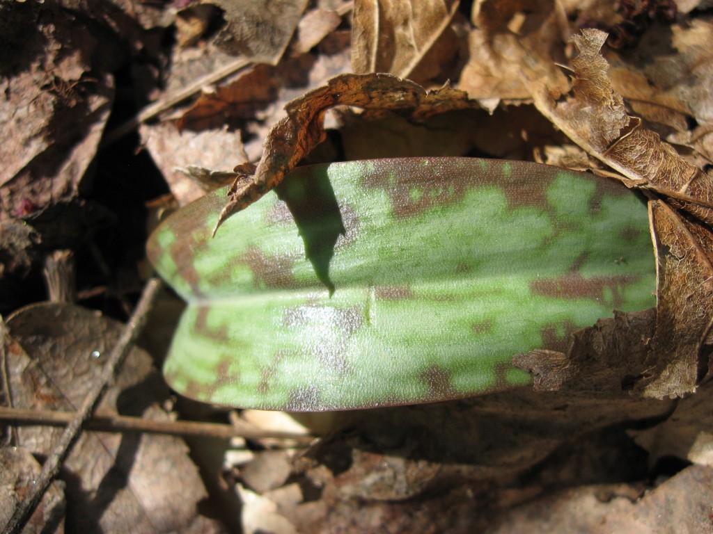 Trout lily, Morris Park, Philadelphia