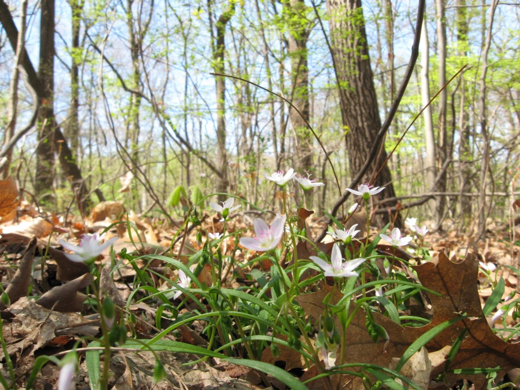 Morris  Park, Philadelphia, Pennsylvania