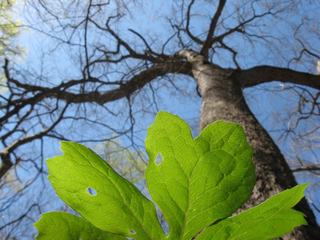 Morris  Park, Philadelphia, Pennsylvania