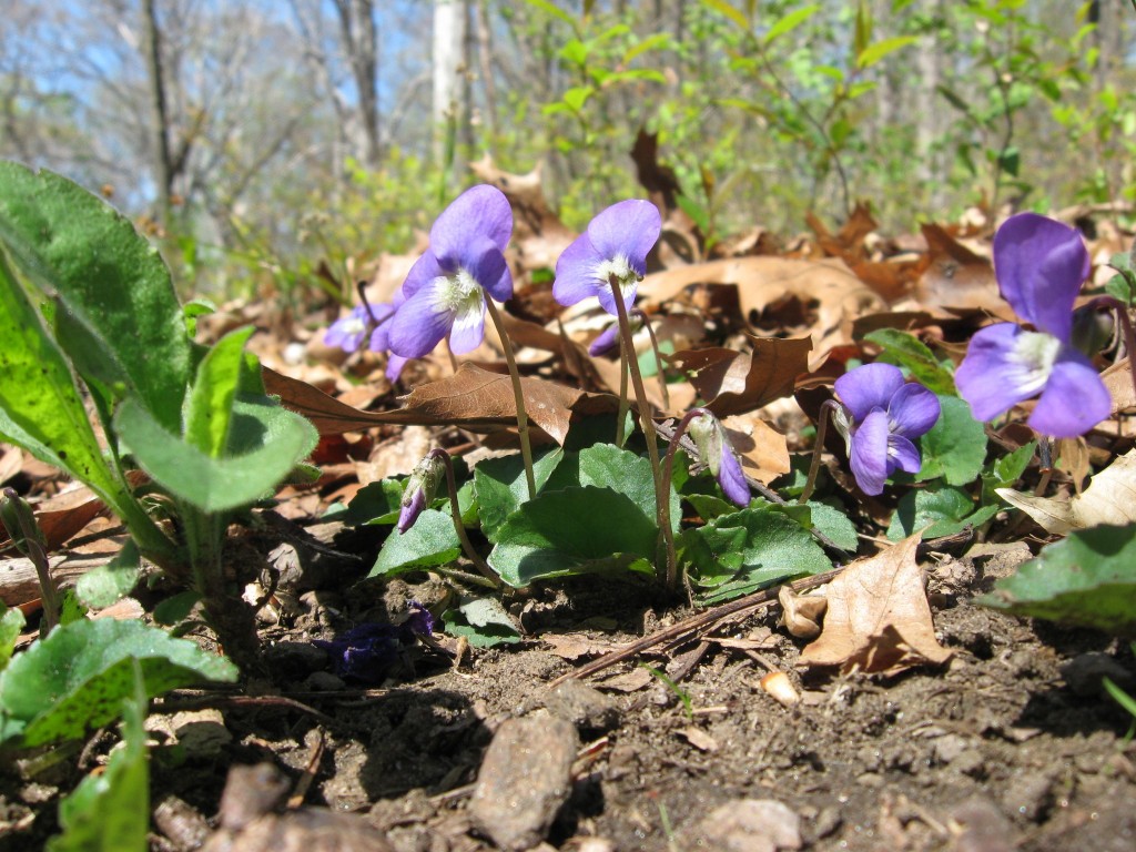 Morris  Park, Philadelphia, Pennsylvania