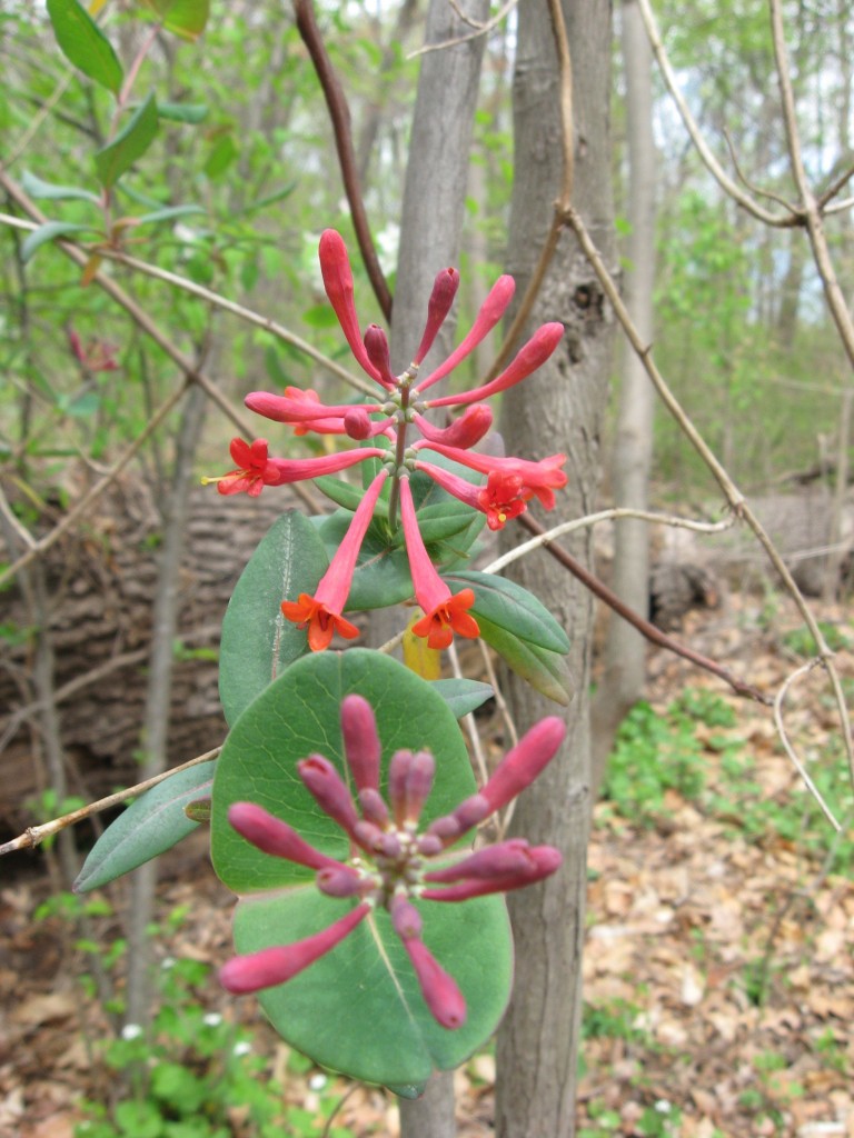 Lonicera sempervirens, the native Coral Honeysuckle blooms in Morris Park, Philadelphia