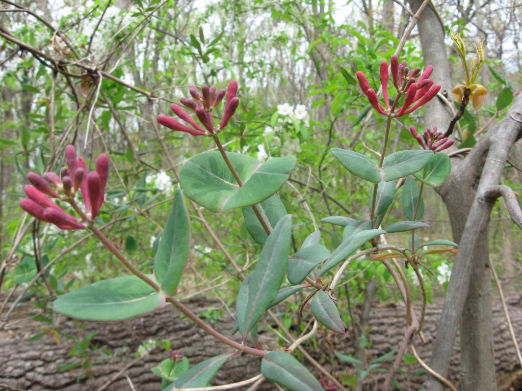 Lonicera sempervirens, the native Coral Honeysuckle blooms in Morris Park, Philadelphia