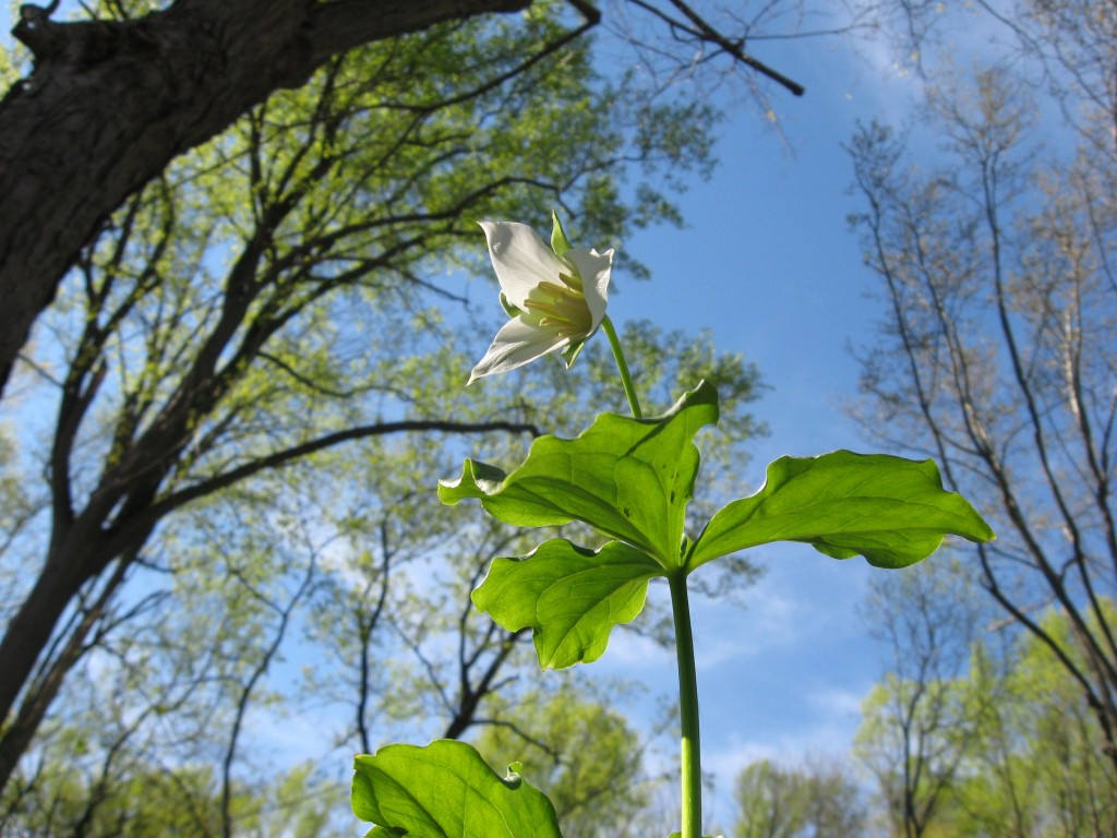 Trillium flexipes