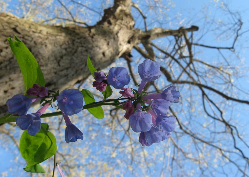 Mertensia virginica and Acer saccharum