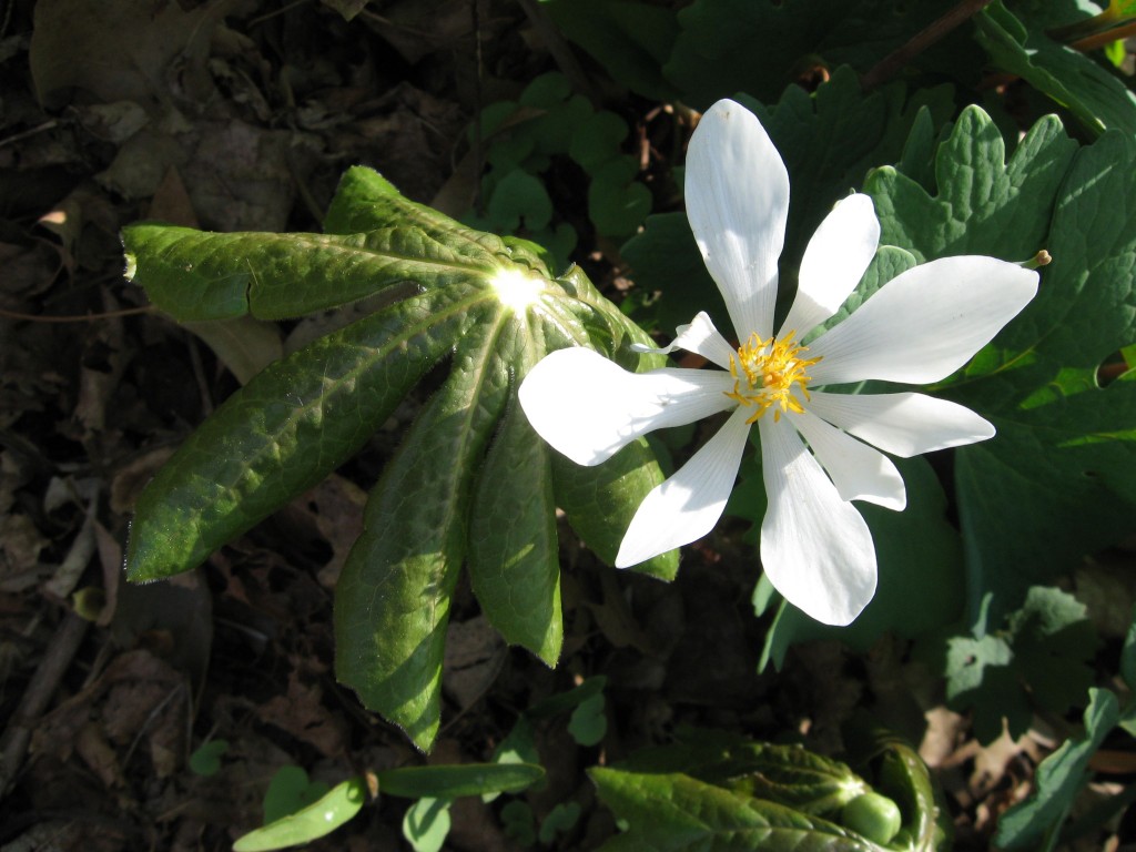 Sanguinaria canadensis and Podophyllum peltatum