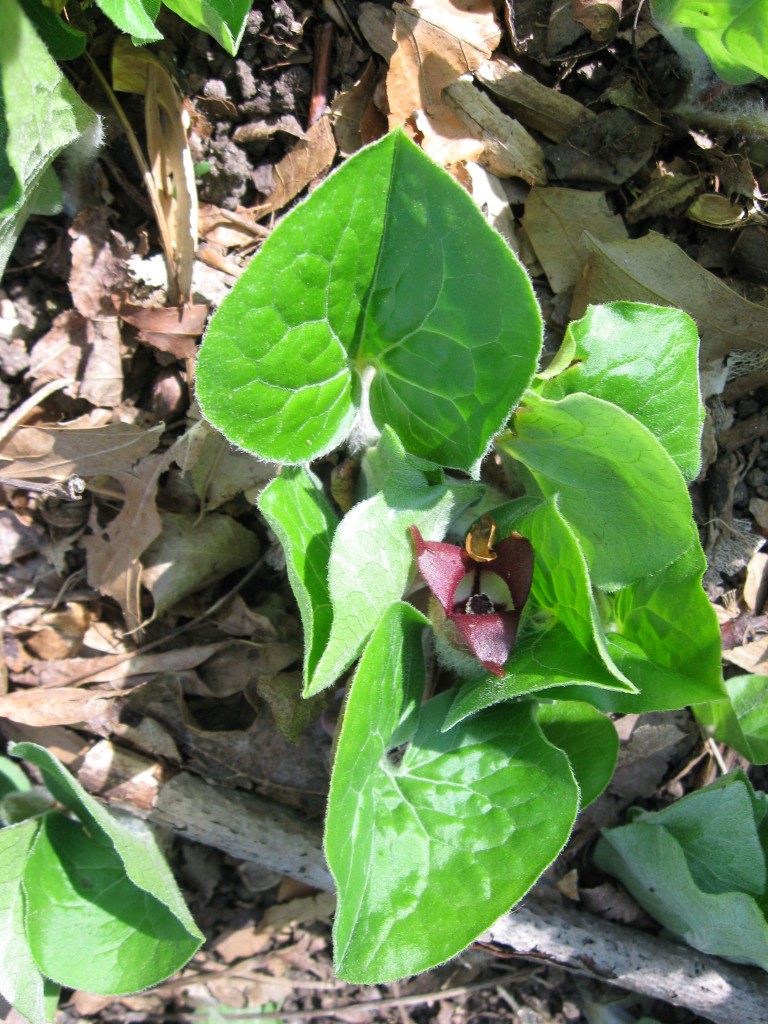 Asarum canadense