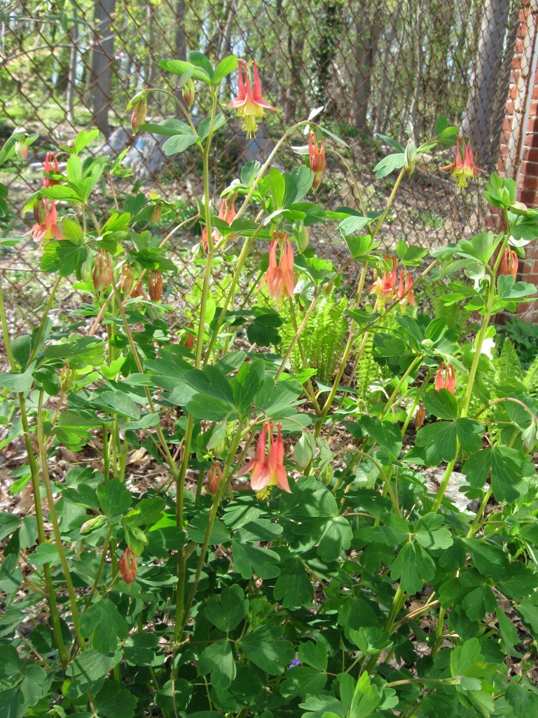 aquilegia canadensis