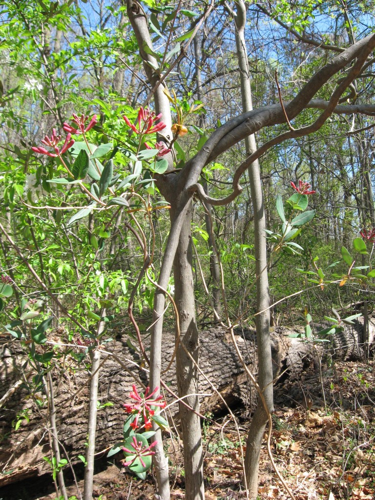 Lonicera sempervirens, the native Coral Honeysuckle blooms in Morris Park, Philadelphia