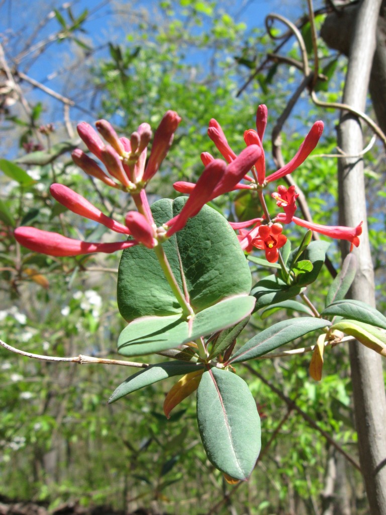 Lonicera sempervirens, the native Coral Honeysuckle blooms in Morris Park, Philadelphia