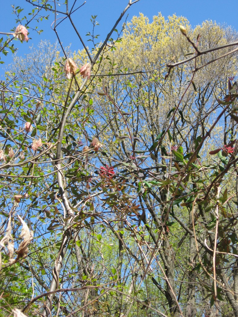 Lonicera sempervirens, the native Coral Honeysuckle blooms in Morris Park, Philadelphia