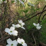 Dogwood flowering, West Fairmount Park, Philadelphia