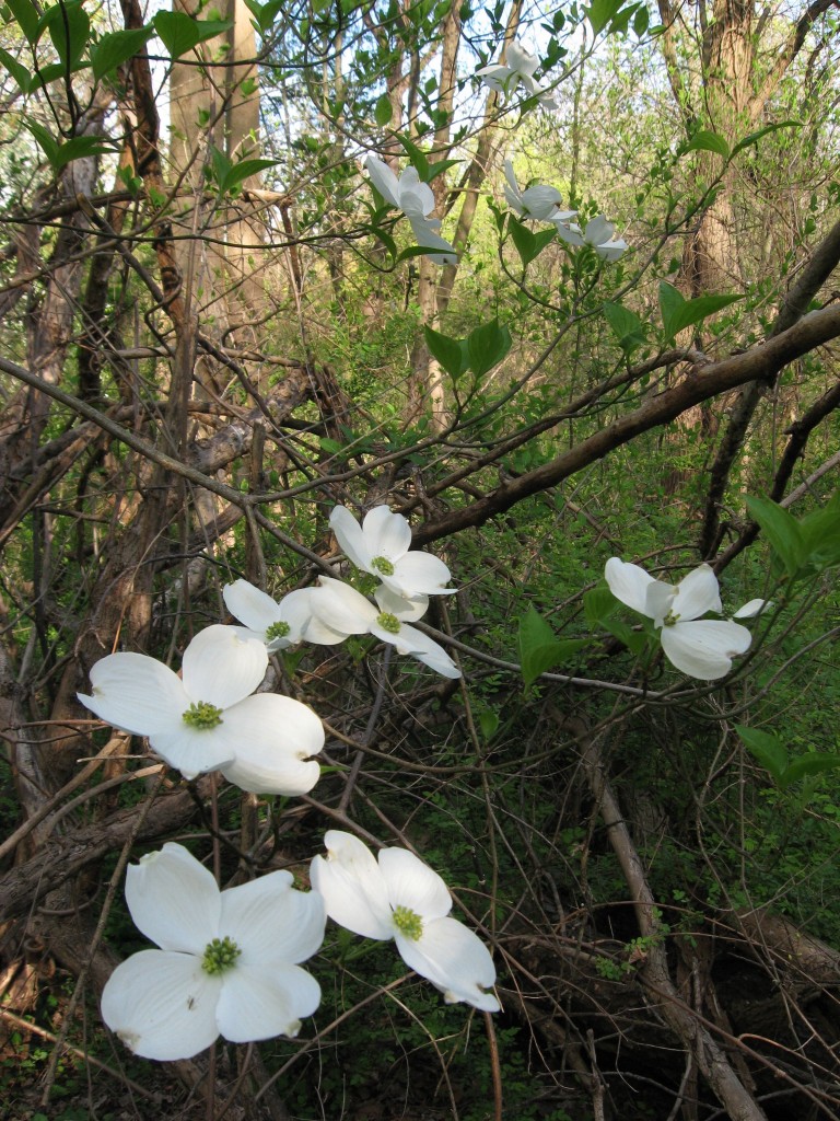 Dogwood flowering, West Fairmount Park, Philadelphia