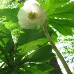 Mayapple flowering, West Fairmount Park, Philadelphia