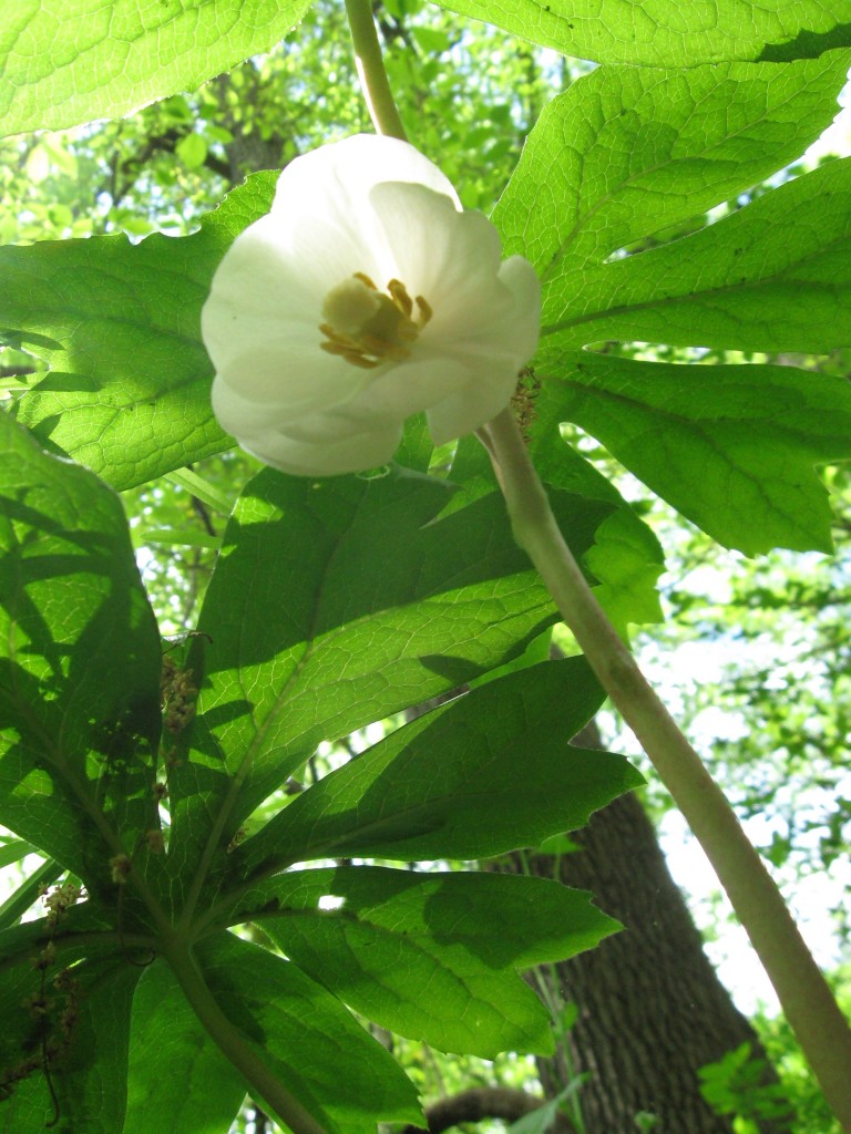 Mayapple flowering, West Fairmount Park, Philadelphia