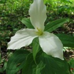 Trillium grandiflorum, Schuylkill Center For Environmental Education