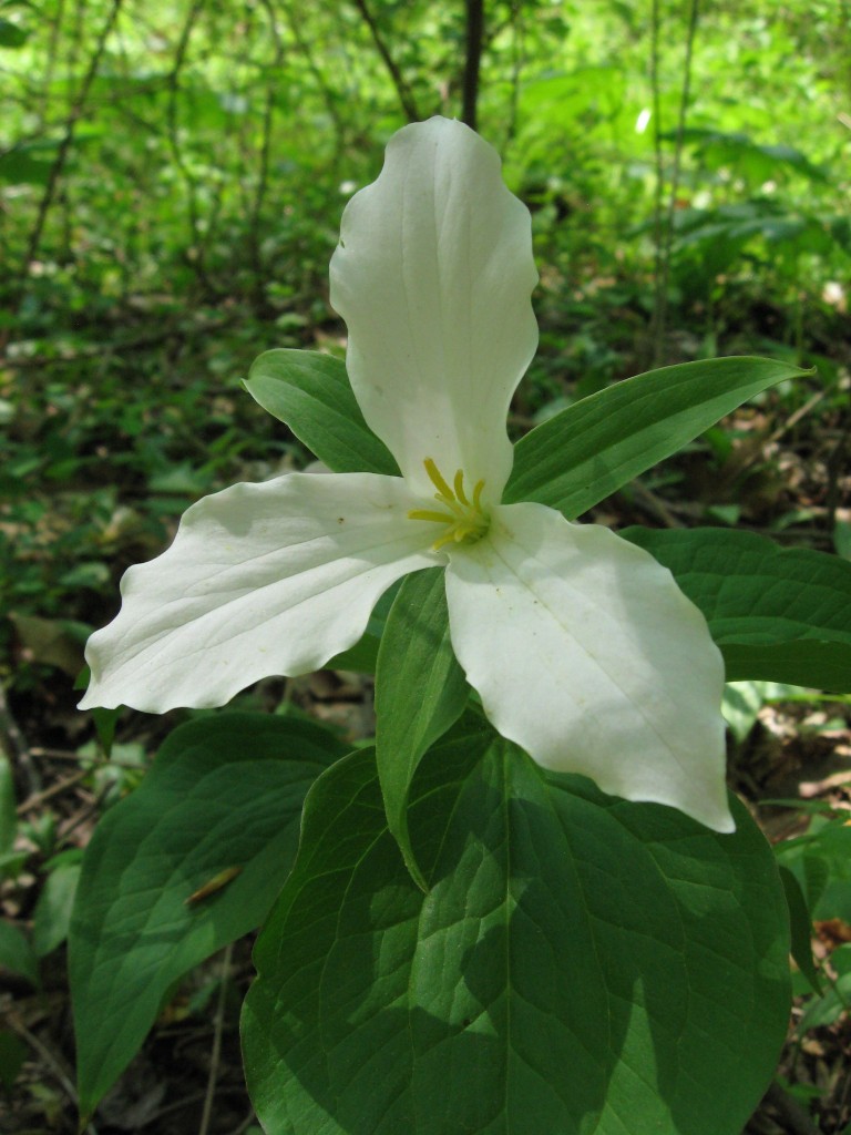 Trillium grandiflorum, Schuylkill Center For Environmental Education