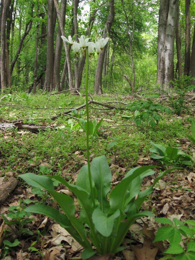 Dodecatheon meadia, Schuylkill Center For Environmental Education, Philadelphia, Pennsylvania