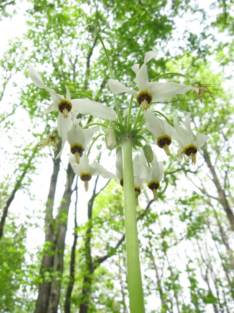 Dodecatheon meadia, Schuylkill Center For Environmental Education, Philadelphia, Pennsylvania