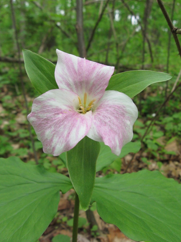 Trillium grandiflorum, Schuylkill Center For Environmental Education, Philadelphia, Pennsylvania