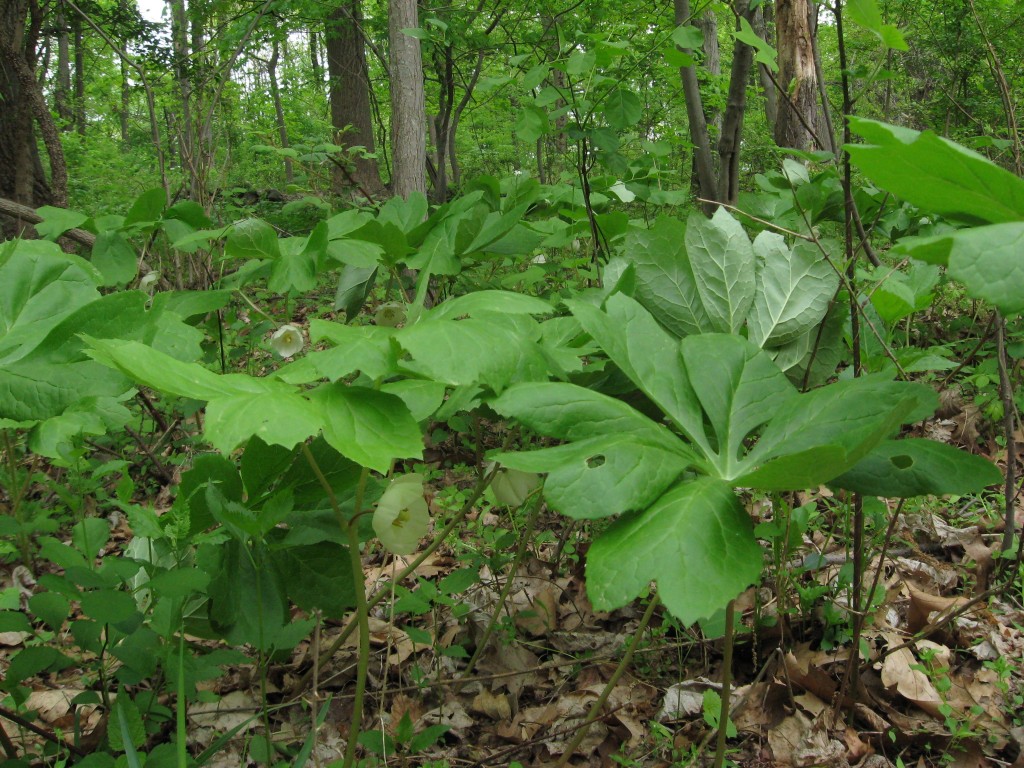 Podophyllum peltatum, Schuylkill Center For Environmental Education, Philadelphia, Pennsylvania