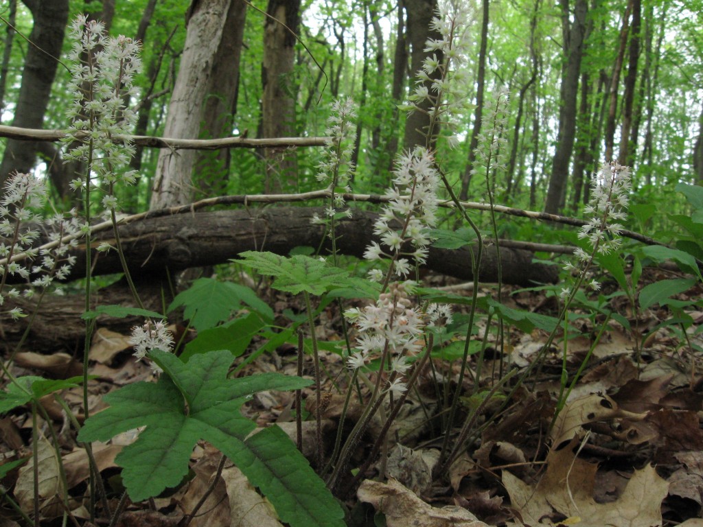 Tiarella cordifolia, Wissahickon Valley Park, Philadelphia, Pennsylvania