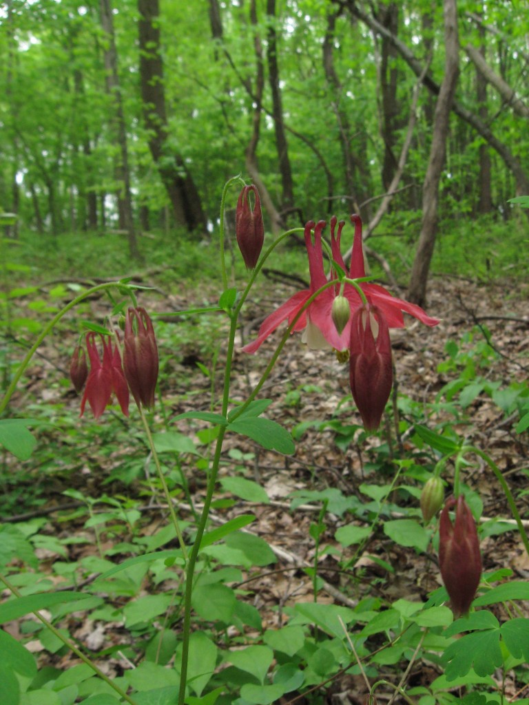 Aquilegia canadensis, Wissahickon Valley Park, Philadelphia, Pennsylvania