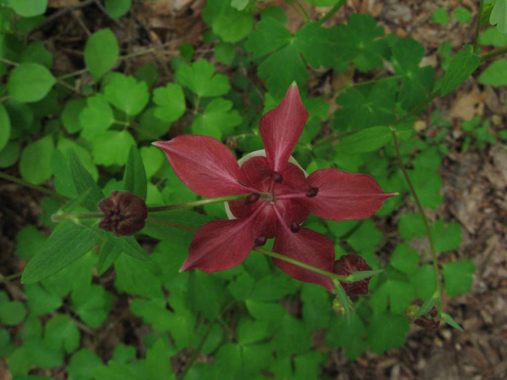 Aquilegia canadensis, Wissahickon Valley Park, Philadelphia, Pennsylvania