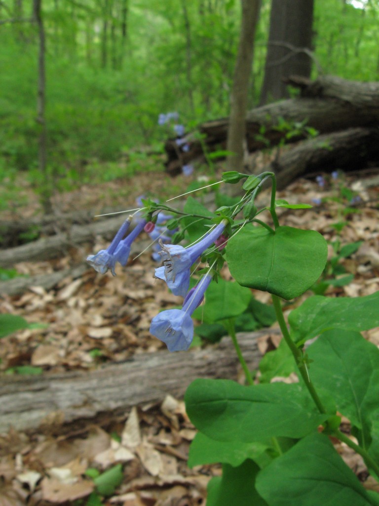 Mertensia virginica, Wissahickon Valley Park, Philadelphia, Pennsylvania