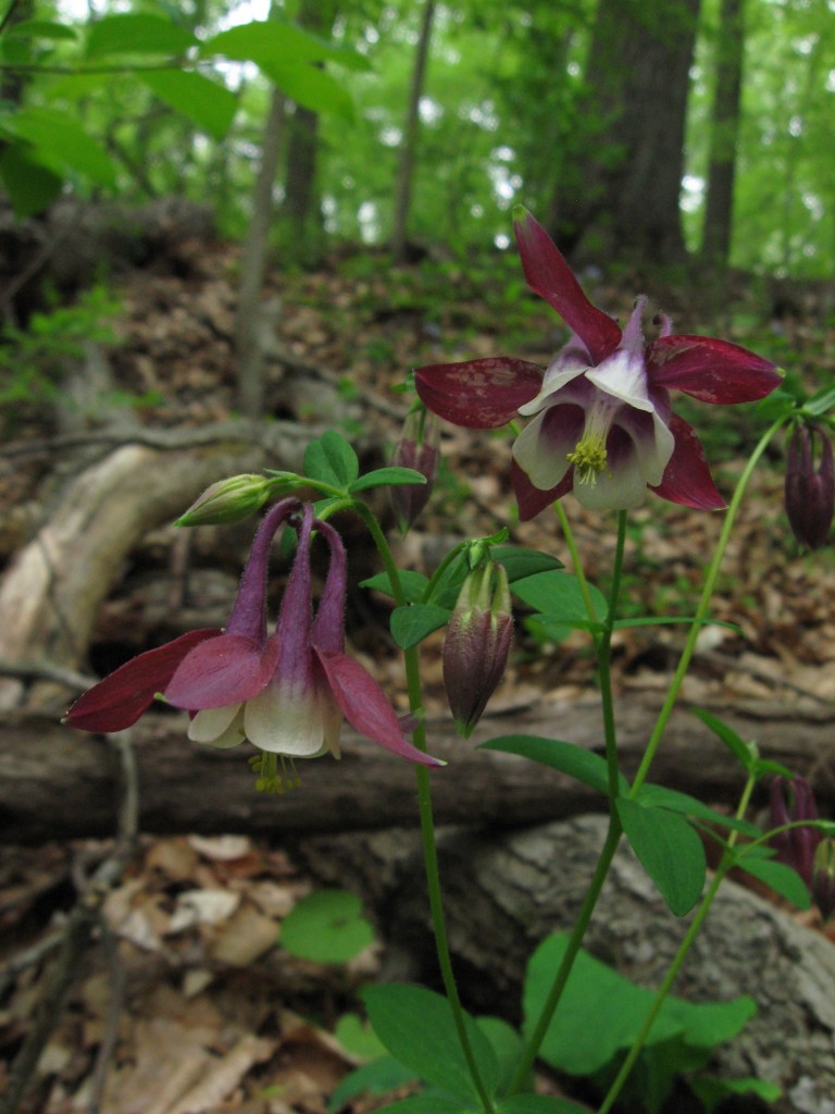 Aquilegia canadensis, Wissahickon Valley Park, Philadelphia, Pennsylvania