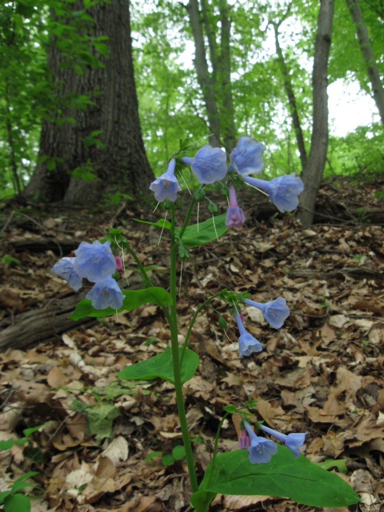 Mertensia virginica, Wissahickon Valley Park, Philadelphia, Pennsylvania