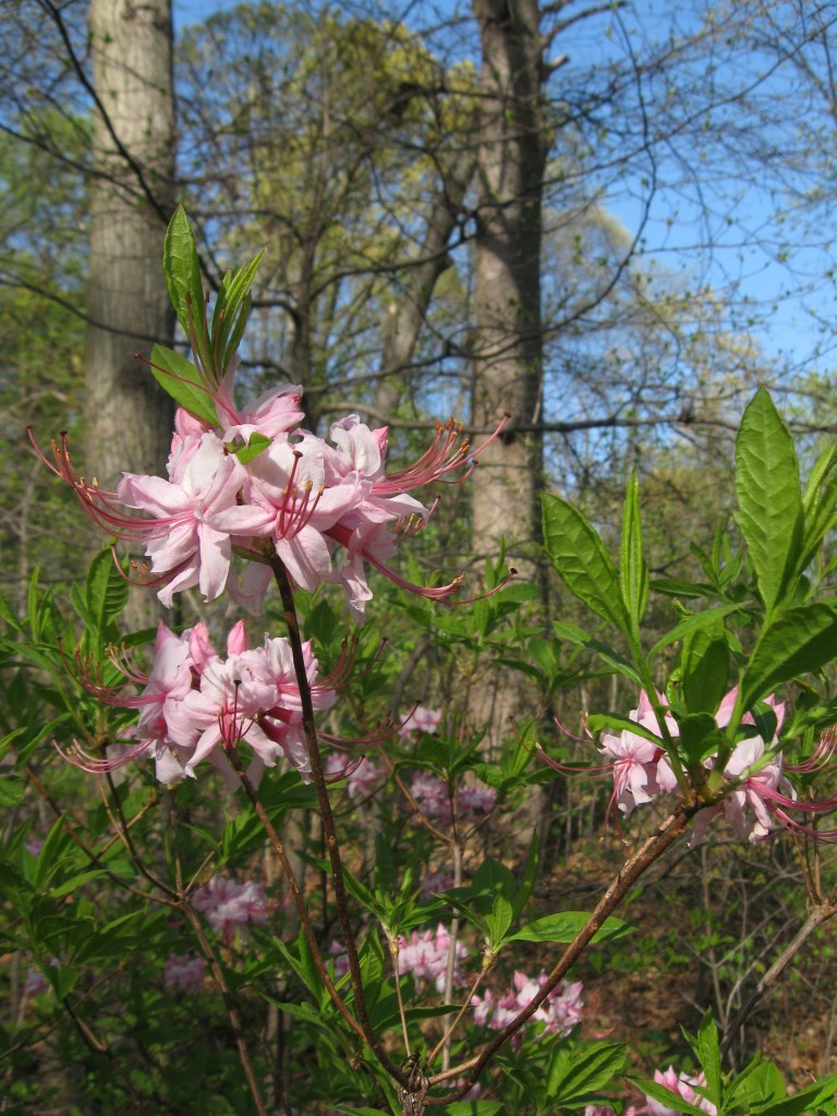 Pinxterbloom azalea, Morris Park, Philadelphia, Pennsylvania. 