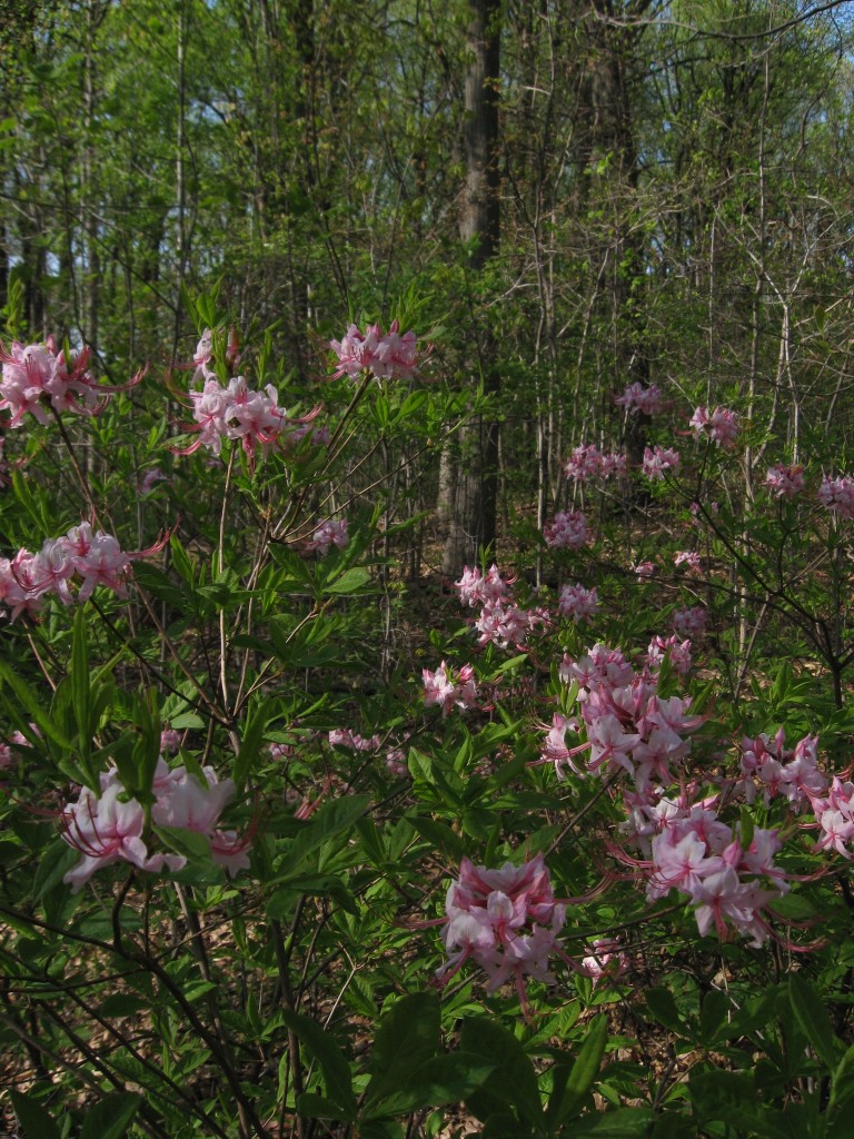 Pinxterbloom azalea, Morris Park, Philadelphia, Pennsylvania. 