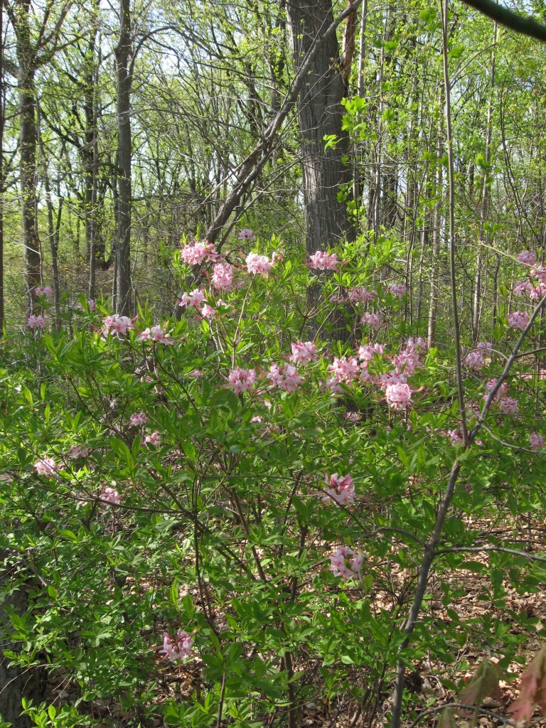 Pinxterbloom azalea, Morris Park, Philadelphia, Pennsylvania. 