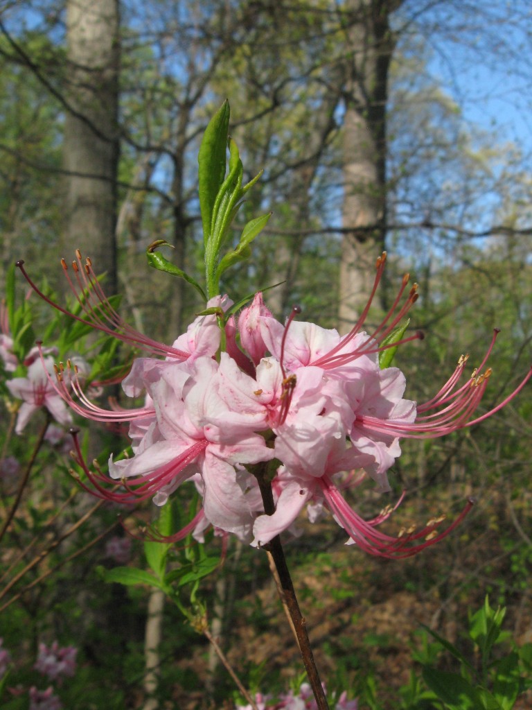 Pinxterbloom azalea, Morris Park, Philadelphia, Pennsylvania. 