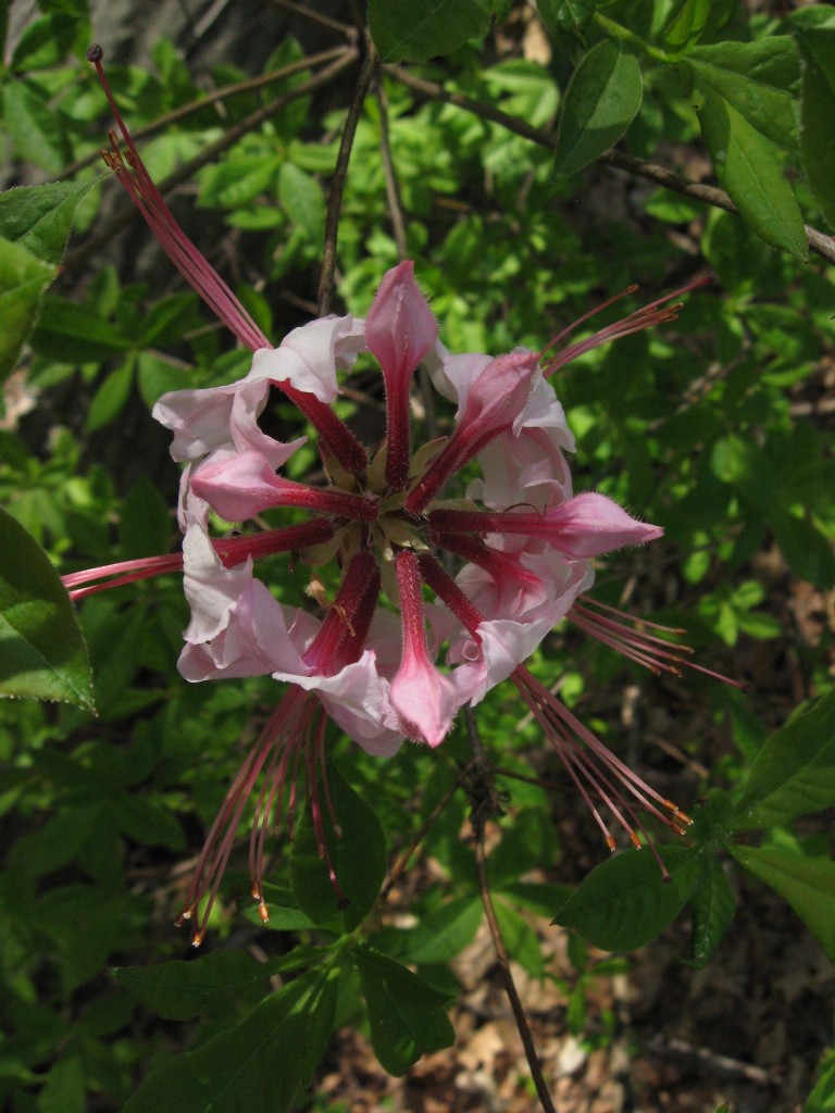 Pinxterbloom azalea, Morris Park, Philadelphia, Pennsylvania. 