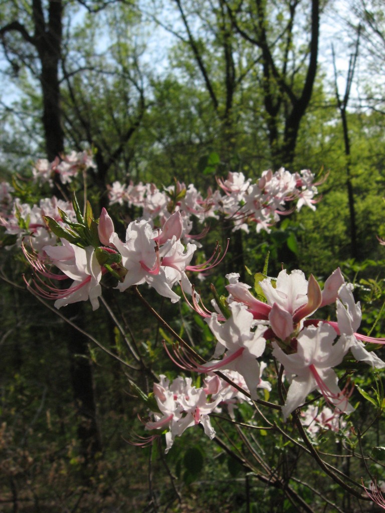 Pinxterbloom azalea, Morris Park, Philadelphia, Pennsylvania. 