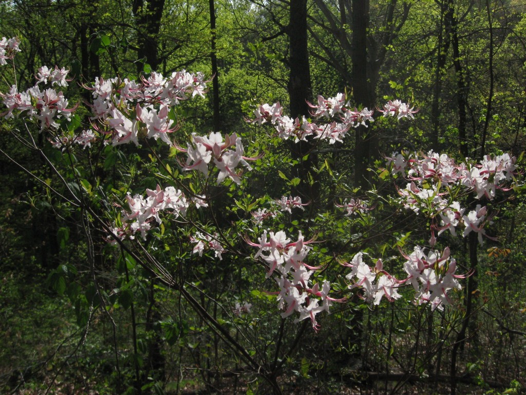 Pinxterbloom azalea, Morris Park, Philadelphia, Pennsylvania. 